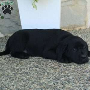 Lottie, Black Labrador Retriever Puppy