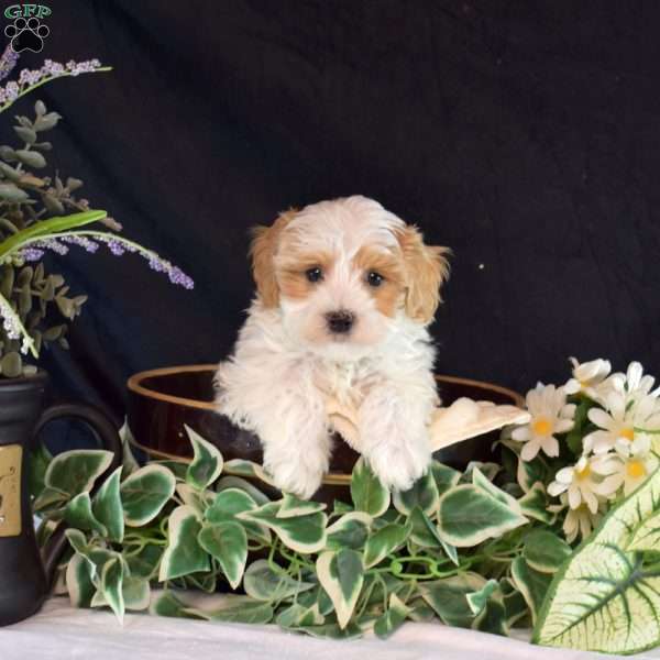 Louie, Maltipoo Puppy