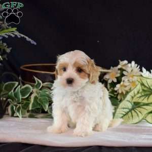 Louie, Maltipoo Puppy