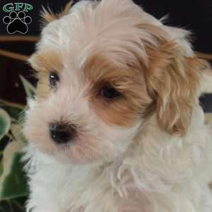 Louie, Maltipoo Puppy