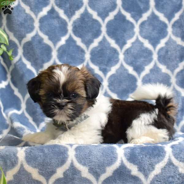 Love, Shih Tzu Puppy