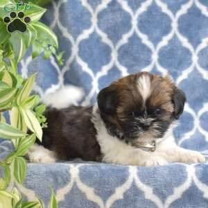 Love, Shih Tzu Puppy
