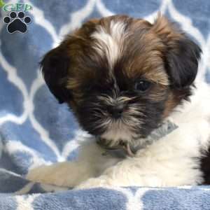 Love, Shih Tzu Puppy