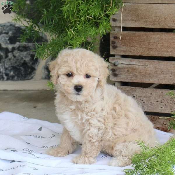 Lovely, Bich-Poo Puppy