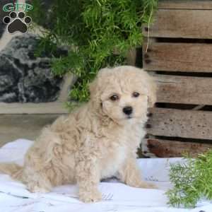 Lovely, Bich-Poo Puppy