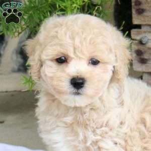 Lovely, Bich-Poo Puppy