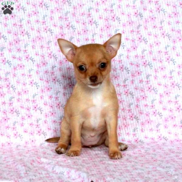 Lovely Lyla, Chihuahua Puppy