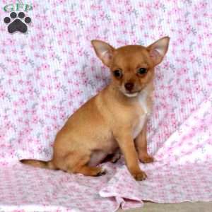 Lovely Lyla, Chihuahua Puppy