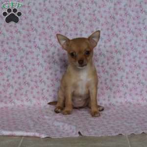 Lovely Lyla, Chihuahua Puppy