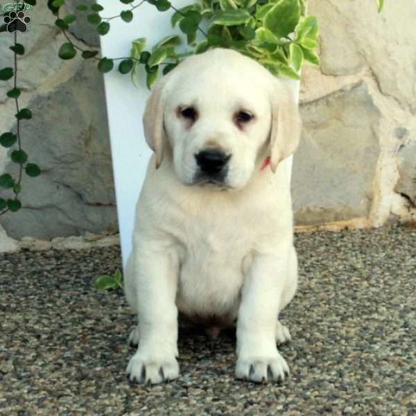 Luca, Yellow Labrador Retriever Puppy
