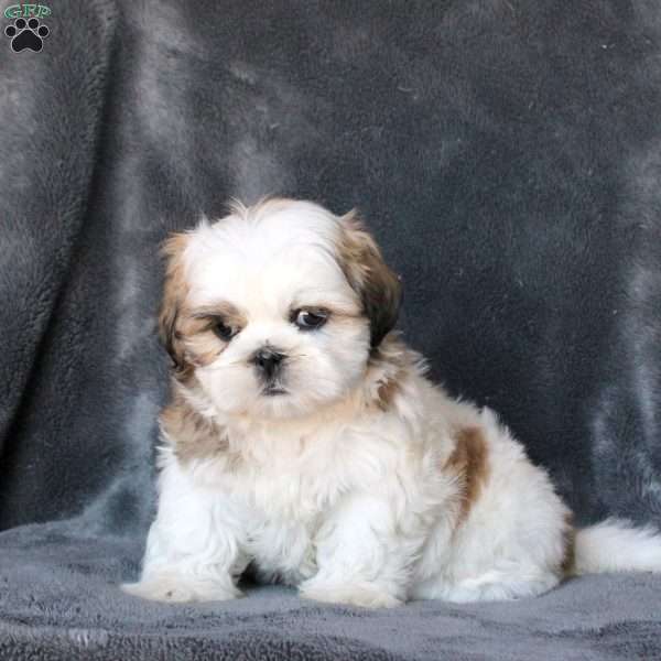 Luca, Shih Tzu Puppy