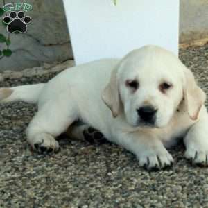 Luca, Yellow Labrador Retriever Puppy