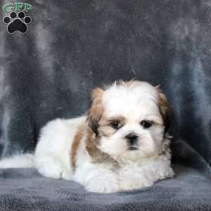 Luca, Shih Tzu Puppy