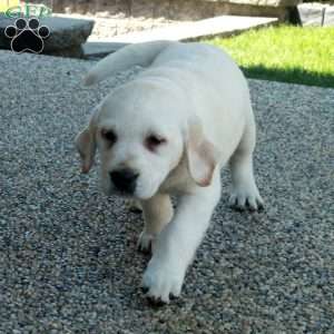Luca, Yellow Labrador Retriever Puppy