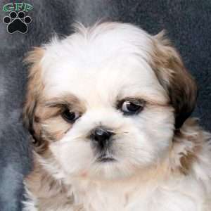 Luca, Shih Tzu Puppy
