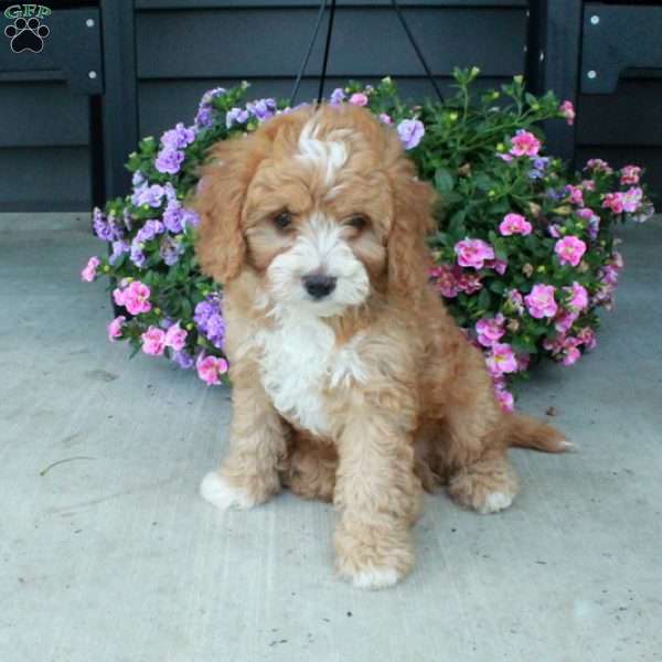Lucas, Cavapoo Puppy
