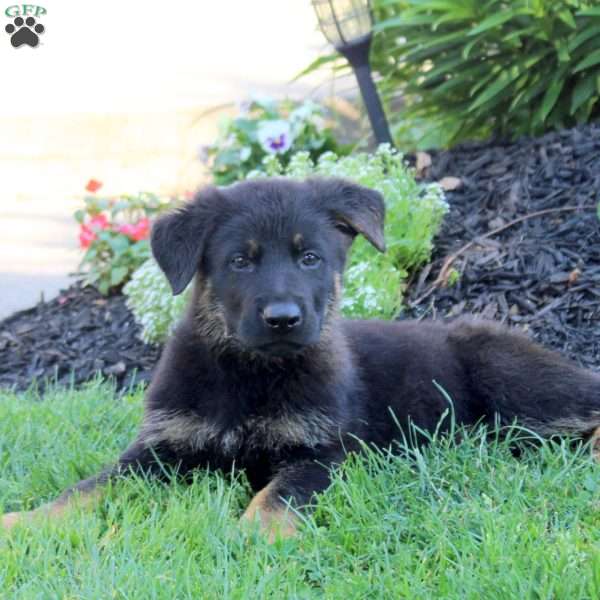 Lucas, German Shepherd Puppy