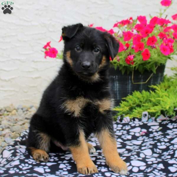 Lucas, German Shepherd Puppy