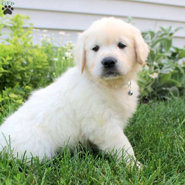 Lucas, English Cream Golden Retriever Puppy