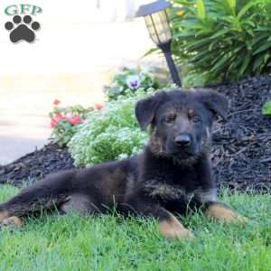 Lucas, German Shepherd Puppy