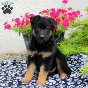 Lucas, German Shepherd Puppy
