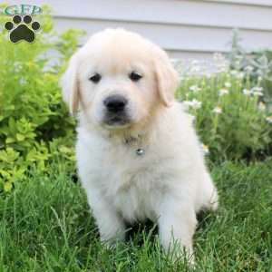 Lucas, English Cream Golden Retriever Puppy