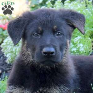 Lucas, German Shepherd Puppy