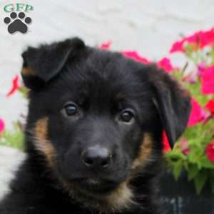 Lucas, German Shepherd Puppy