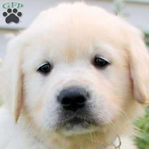 Lucas, English Cream Golden Retriever Puppy