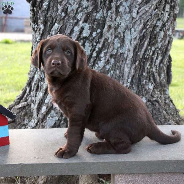 Lucas, Chocolate Labrador Retriever Puppy