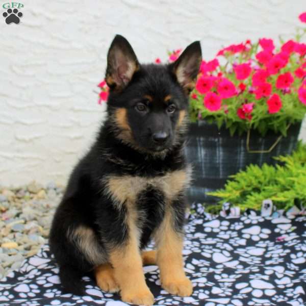 Lucia, German Shepherd Puppy