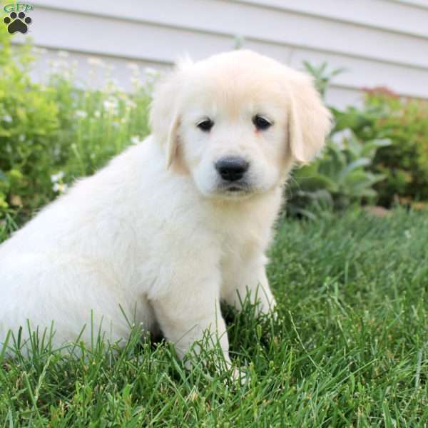 Lucia, English Cream Golden Retriever Puppy