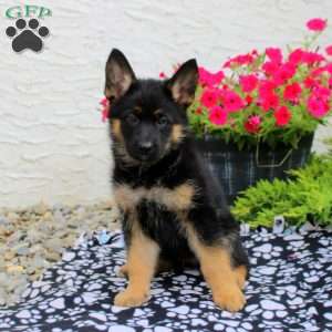 Lucia, German Shepherd Puppy