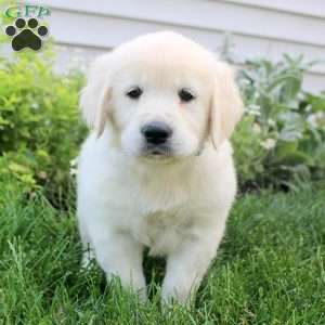 Lucia, English Cream Golden Retriever Puppy