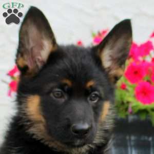Lucia, German Shepherd Puppy