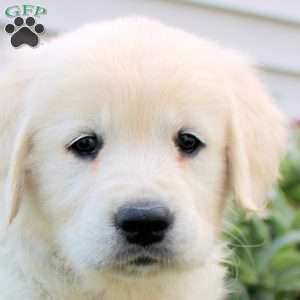 Lucia, English Cream Golden Retriever Puppy