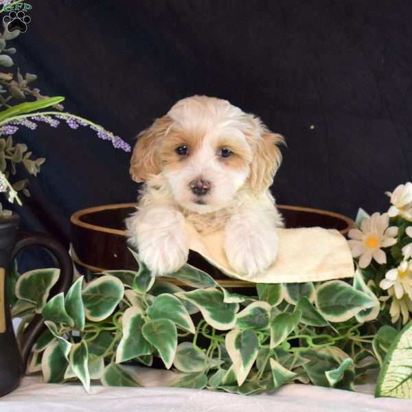 Lucky, Maltipoo Puppy
