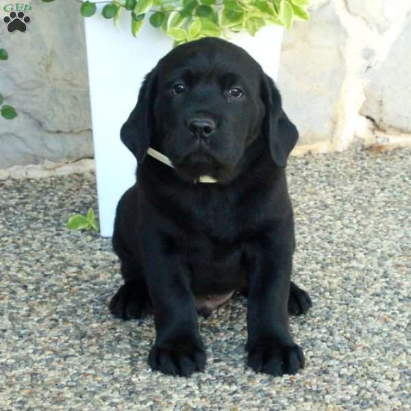 Lucky, Black Labrador Retriever Puppy