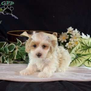 Lucky, Maltipoo Puppy