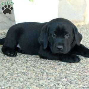 Lucky, Black Labrador Retriever Puppy