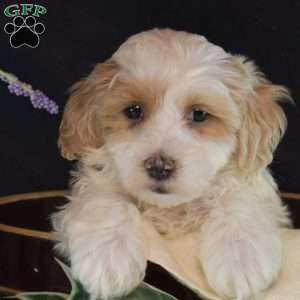 Lucky, Maltipoo Puppy