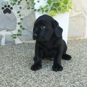 Lucky, Black Labrador Retriever Puppy