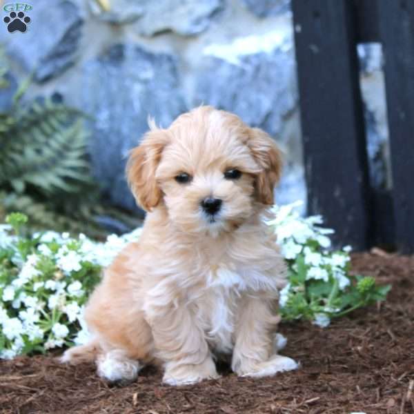Lucky, Maltipoo Puppy