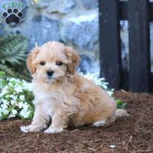 Lucky, Maltipoo Puppy