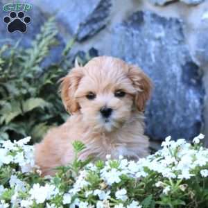 Lucky, Maltipoo Puppy