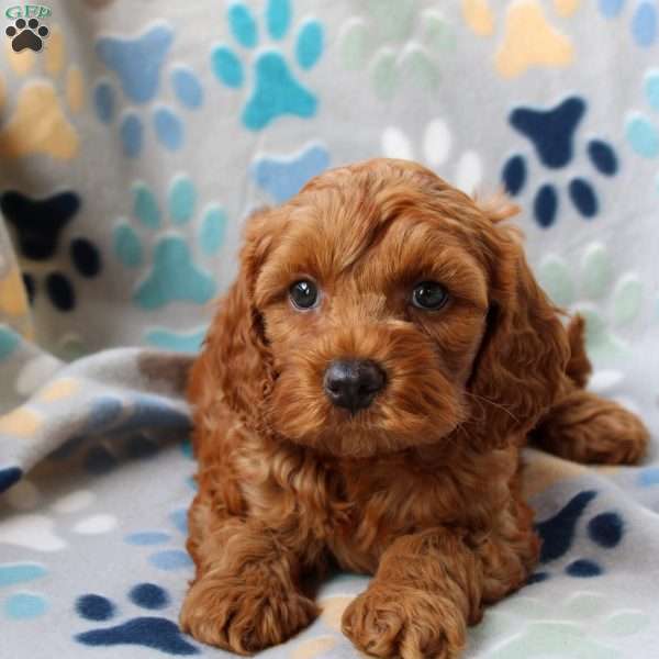 Lucky, Cockapoo Puppy