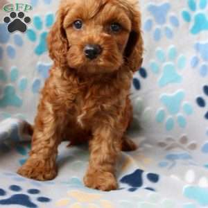 Lucky, Cockapoo Puppy