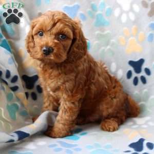 Lucky, Cockapoo Puppy