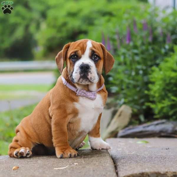 Lucy, Beabull Puppy