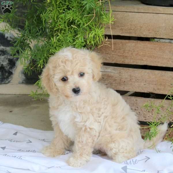 Lucy, Bich-Poo Puppy